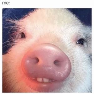 Meet your Posher, Rosanna